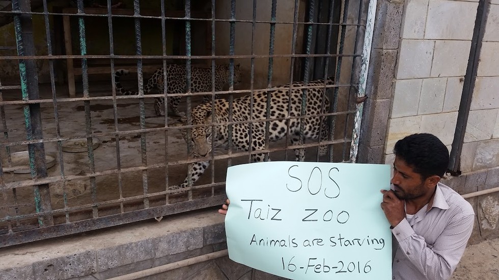 Zwierzęta z zoo wTaiz błagają o ratunek!